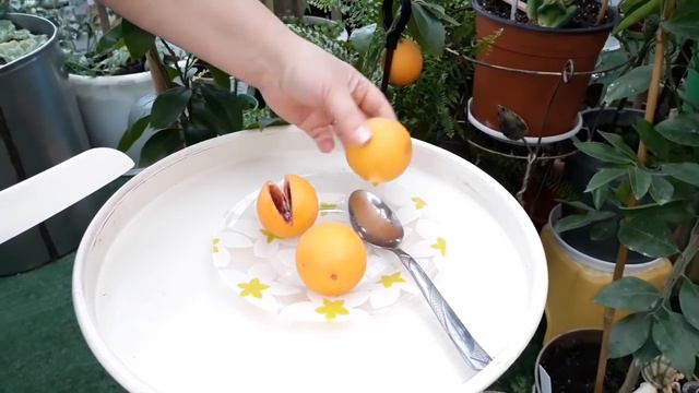 Citrus sinensis Moro. смотреть онлайн