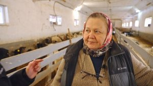 Бизнес на овцах | Содержание молочных и мясных овец | Овцы породы цвартблес