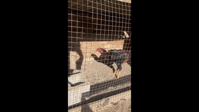 Дакан Кореец Шамо Февральский 2023 год смотреть онлайн