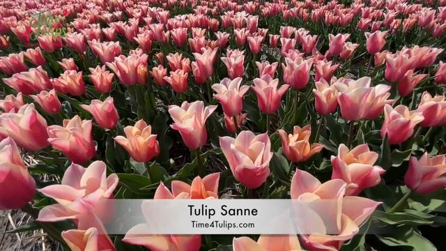Tulip Sanne | Time4Tulips.com