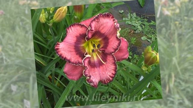 Лилейник Селекция GOD SAVE THE QUEEN` х OSCAR`S CHOICE №13522 смотреть онлайн