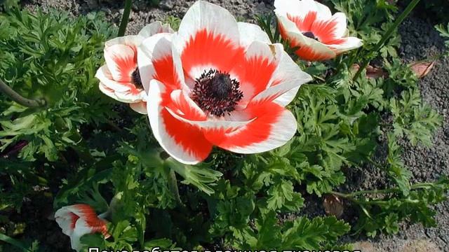 Анемона: посадка и уход