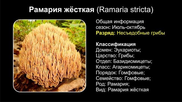 Как Сделать с Вдохновением и Умением