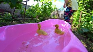 Маленькие Утята впервые в жизни купаются! Кормим Утят! Уход за Утятами! Маленькие комочки радости!