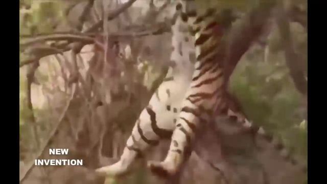 Lion & Tiger And Leopard Climbs On The Tree To Find Monkey смотреть онлайн