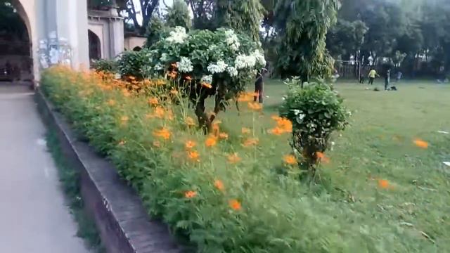 FLOWERS OF BANGLADESH смотреть онлайн