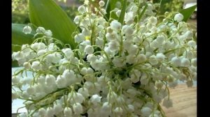 А. А. Фет.  Первый ландыш.