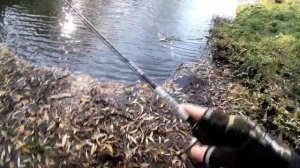 Крупный карась на микроджиг ● Ультролайт ● Борисовские пруды