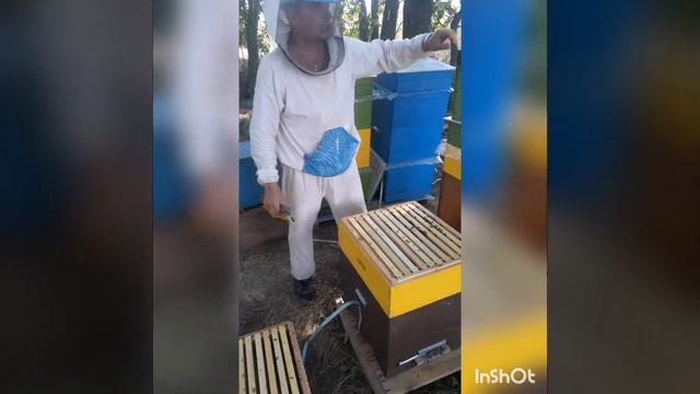 Качаю остатки подсолнуха. Обработка от клеща. смотреть онлайн