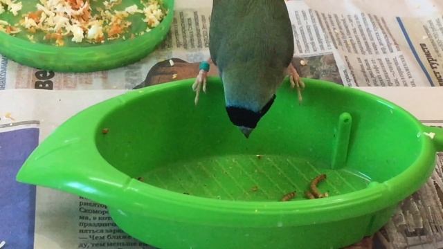 Амадина  Гульда,клюёт мучника ,выкормыш.