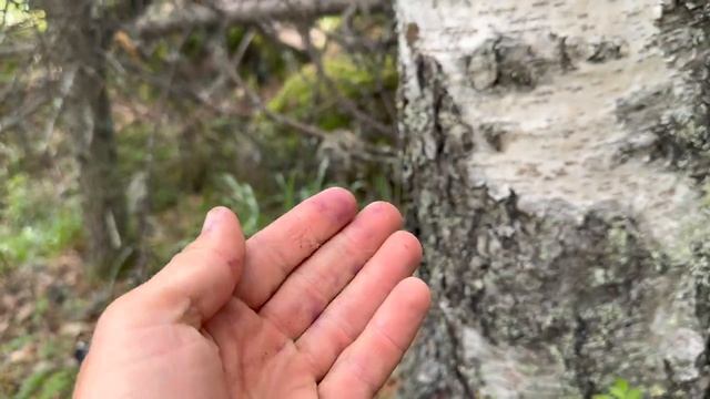 Медведь и Самокат на хребте Бакты (один из самых сложных хребтов Южного Урала) смотреть онлайн