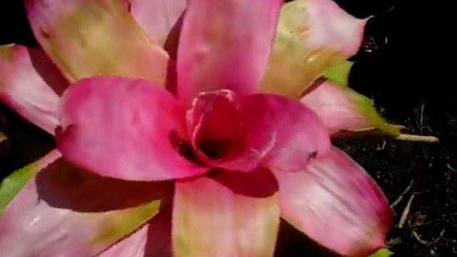 Neoregelia neo bromeliads explained смотреть онлайн