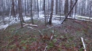 Охота на глухаря с подхода !!! Конец ноября ...