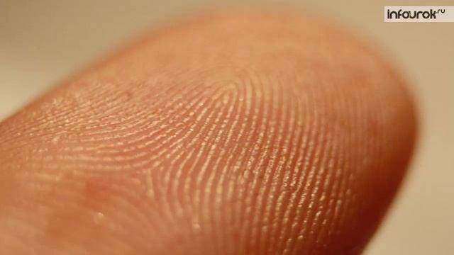 Зачем нужна гигиена. Кожа. Особые образования кожи | Окружающий мир 4 класс #19 | Инфоурок смотреть онлайн