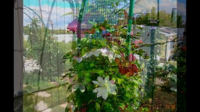 Шикарный участок. В гостях у Татьяны Осьминушкиной. Цветы и вдохновение. смотреть онлайн