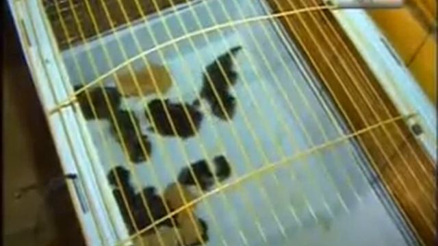 Кошкин дом. смотреть онлайн