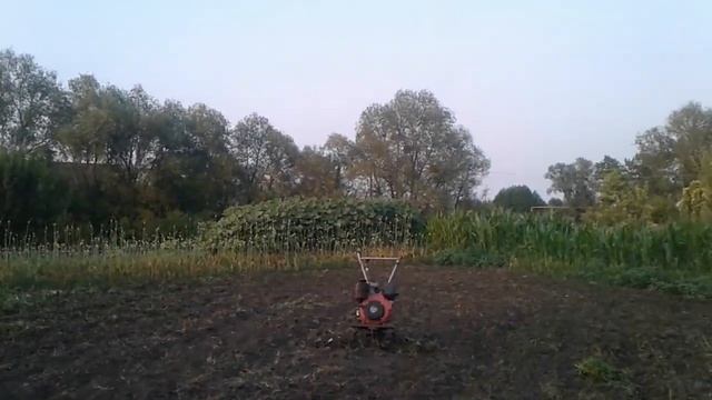 Немного про однозубку чеснока смотреть онлайн