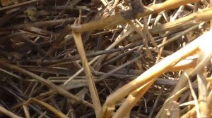 4 способа выращивания картофеля под СОЛОМОЙ 2022 год. Уборка урожая.