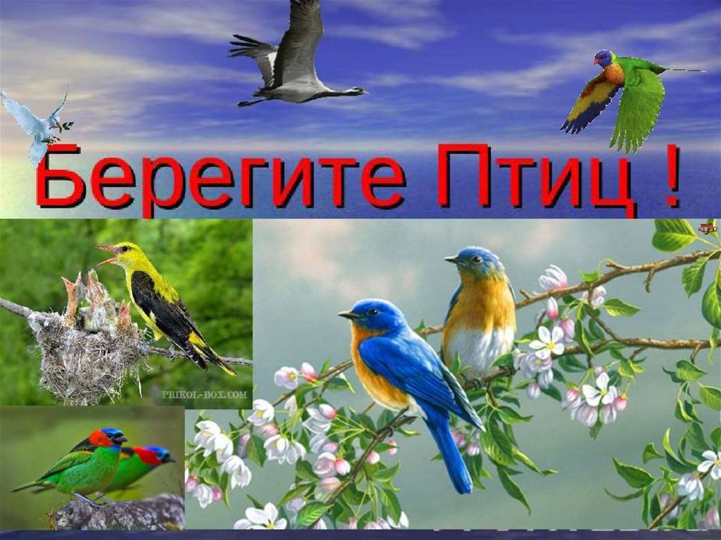 Международный день птиц смотреть онлайн