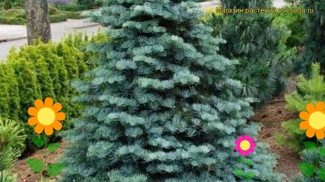 Пихта одноцветная Компакта. Краткий обзор, описание характеристик abies concolor Compacta смотреть онлайн