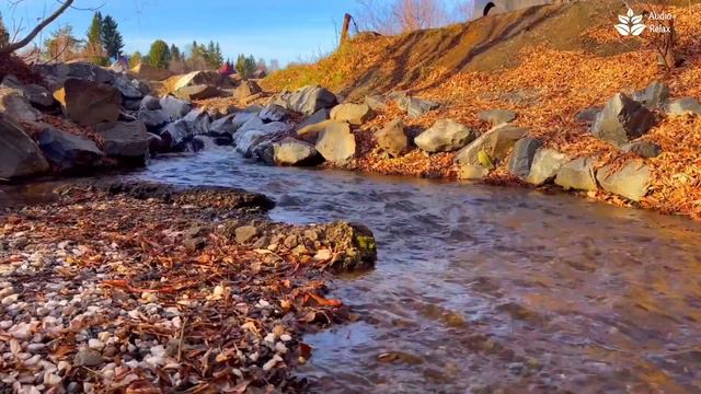 Calming babbling brook, peaceful creek, soothing water stream in forest ambience. смотреть онлайн