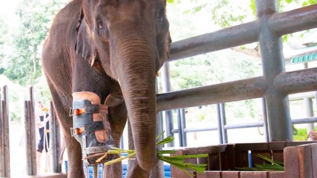 КАК Новые Технологии Дают Животным 2 Шанс На Жизнь смотреть онлайн