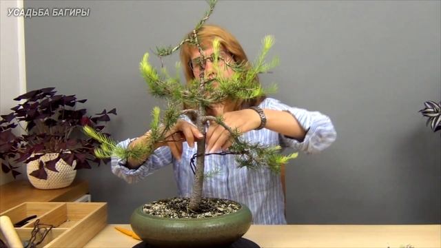 Бонсай из лиственницы (ч.5). смотреть онлайн