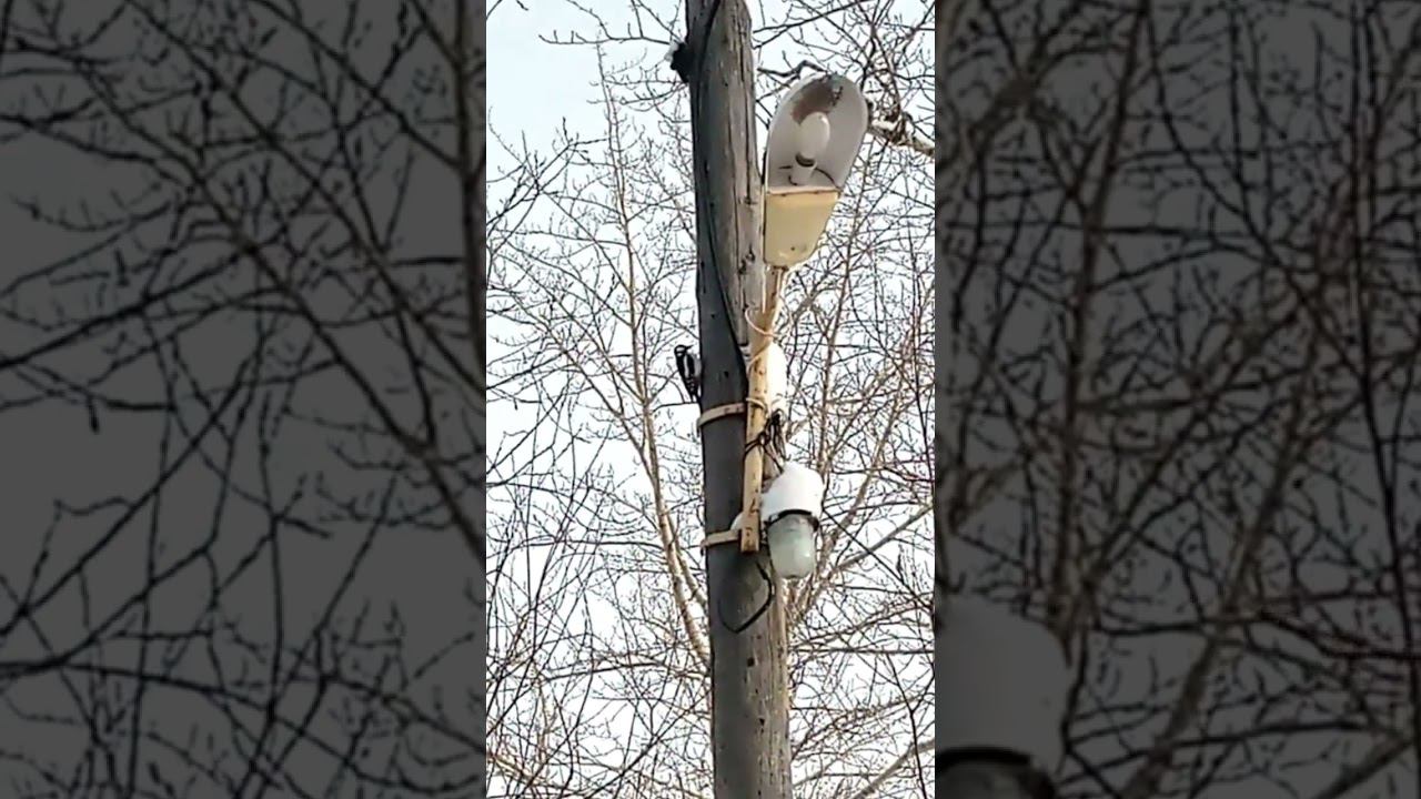 Дятел электрик