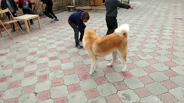 Акита и дети / смешные собаки