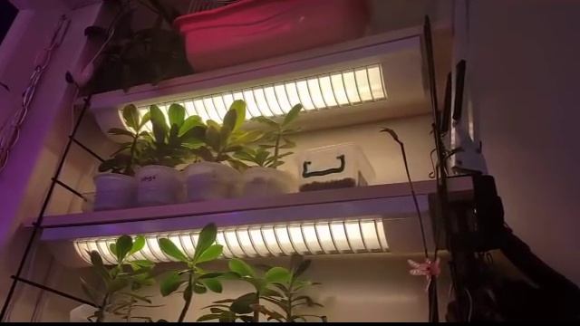 Лизиантус. Первые 18 дней после посева смотреть онлайн