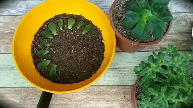 Succulent prorogation by leaves | Размножение суккулентов отделением листьев смотреть онлайн