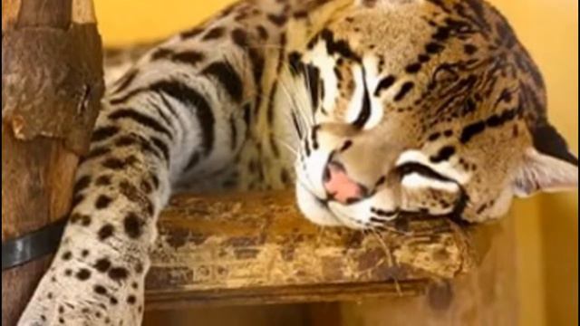 Exotic animals - животный мир смотреть онлайн