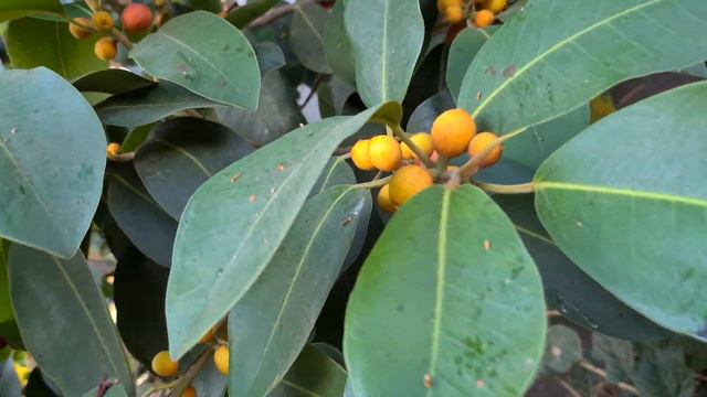 פיקוס השדרות עם פירות Ficus microcarpa with fruits смотреть онлайн