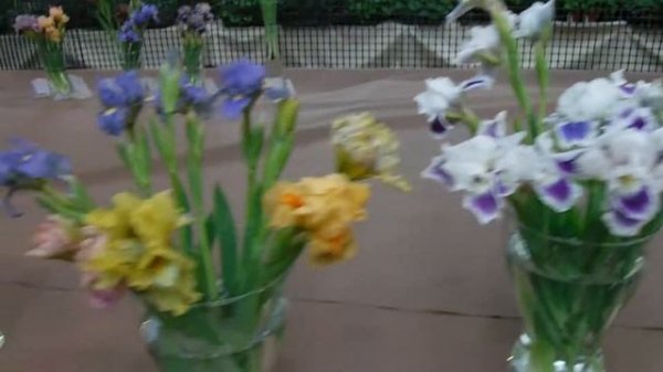 irises and peonies exhibition Apothecary garden 2021 MSU Moscow/ирисы и пионы аптекарский огород