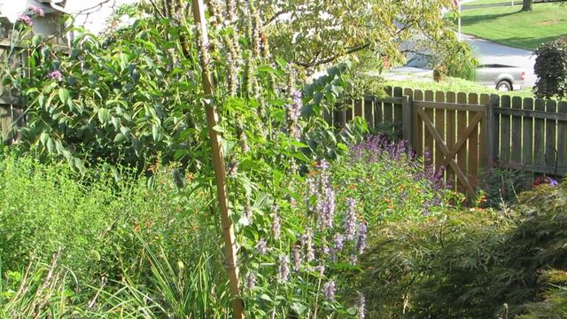Cabbage white butterflies on Hyssop 9 6 18 смотреть онлайн