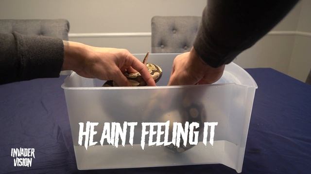 Ball Python update | gaining weight and shedding смотреть онлайн