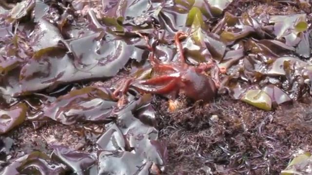 Octopus Walks on Land at Fitzgerald Marine Reserve смотреть онлайн