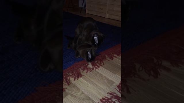 Вязка бурманских😻😻 смотреть онлайн