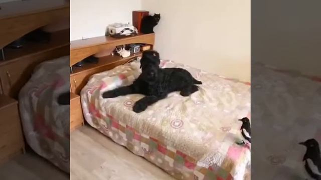 Сорока дома, плюсы и минусы завести питомца ворона смотреть онлайн