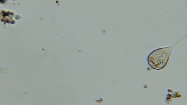 Grace Ginko Biloba 10x