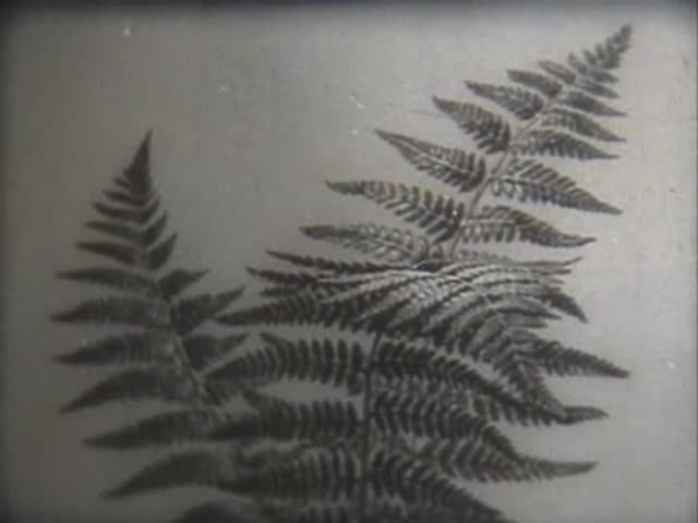 Биология. Отделы растений. Папоротники, хвощи и плауны