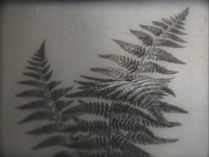 Биология. Отделы растений. Папоротники, хвощи и плауны