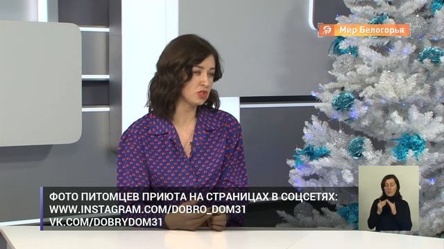 Как работает белгородский приют для животных «Добрый дом» смотреть онлайн