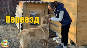 #86 Уехали из Москвы на хутор. Перенесли будку на задний двор.