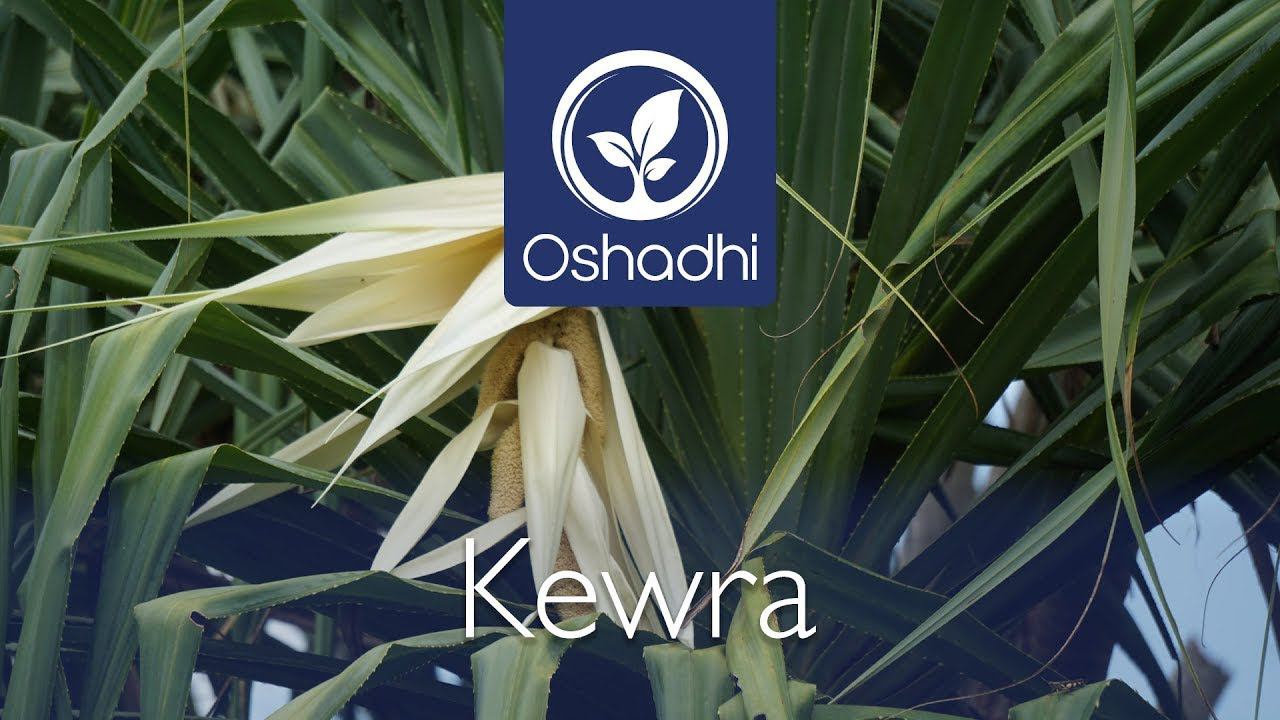 Кевра/Кевда (Pandanus odoratissimus) | Портрет эфирного масла от доктора Мальте Хоццеля смотреть онлайн