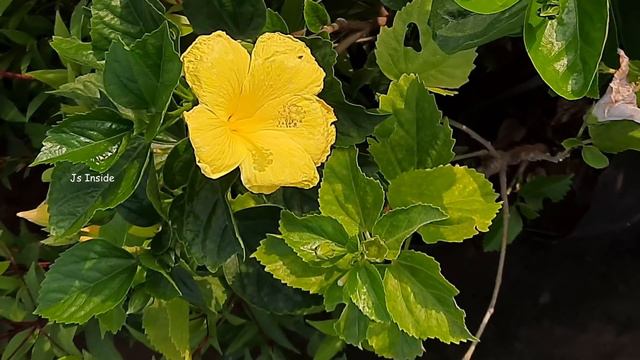 10 Variety Yellow Hibiscus Flowers || Yellow Hibiscus Collections