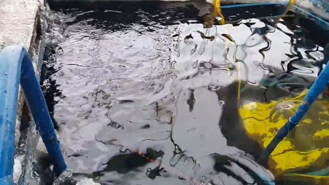 10.02.18 Pro Diving Club. Ice diving в тепле)))
Утепленная платформа и тепловая пушка. смотреть онлайн