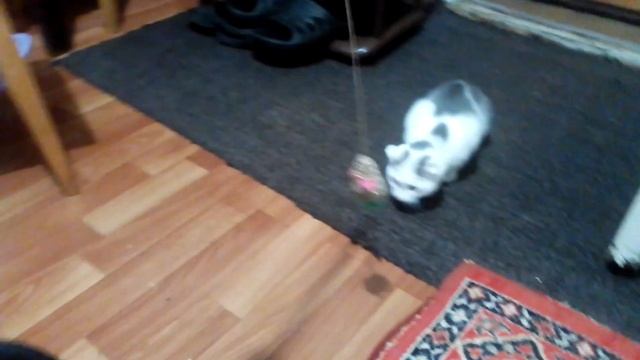 игры моего котика ??? смотреть онлайн