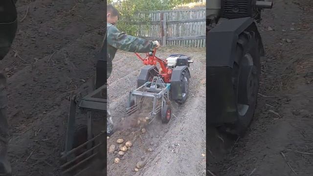КАК ВЫКОПАТЬ КАРТОФЕЛЬ, МОТОБЛОК МТЗ БЕЛАРУС #2023 #мотоблок #обзор #agriculture #сезон #traktor смотреть онлайн
