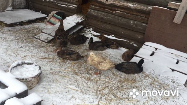 Зимняя Яйцекладка уток Бегунков/ Как стимулировать Яйцекладку смотреть онлайн